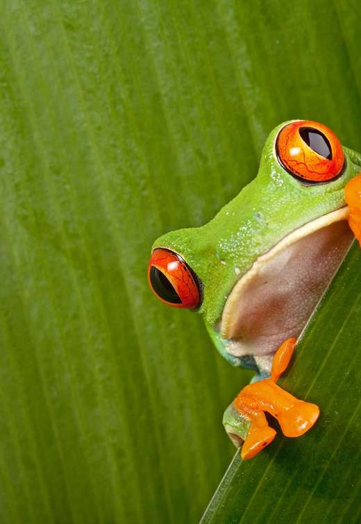 Red,Eyed,Tree,Frog,Peeping,Curiously,Between,Green,Leafs,In